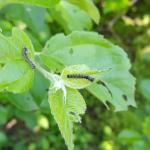 Gypsy moth caterpillars continue to feed and grow in size, as viewed on apple on 5/23/2018 in Amherst, MA. (Photo: T. Simisky)