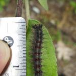 Gypsy moth caterpillars continue to feed and grow in size as viewed on 6/13/2018 in Amherst, MA on apple. Caterpillars have the characteristic rows of red and blue spots and yellow color on their head capsule. Caterpillars are still just over an inch in length at this particular location. (Photo: T. Simisky)