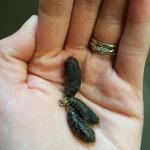 Gypsy moth pupae collected from Amherst and Belchertown, MA on 6/26/18. Once pupation occurs, gypsy moths no longer feed for the season. (Photo: T. Simisky)
