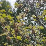 Gypsy moth caterpillars feeding heavily on witch hazel at a location in Boylston, MA as observed on 6/12/19. (Tawny Simisky, UMass Extension)