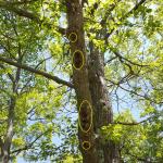 Clusters of apparently healthy gypsy moth caterpillars have gathered in groups on the underside of this branch viewed in Belchertown, MA on 6/26/18. Note the clusters circled in yellow. These caterpillars appear to be readying themselves to pupate. (Photo: T. Simisky)