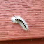 An individual hickory tussock moth caterpillar viewed on 9/14/17 in Chesterfield, MA. This species may be variable in its color patterns, but is mostly white with some black markings. (Photo: T. Simisky)