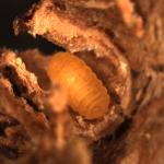 Norway Spruce Gall Midge larva