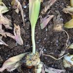 Blue mold infection on tulips 1 (A. Madeiras)