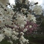 Star magnolia full bloom from spring 2015.