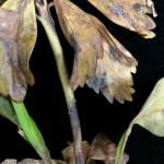 Volutella leaf and stem blight of Pachysandra. Zonate leaf spots, foliar blight and stem lesions are all symptoms of this disease. Pink-colored spore masses can be observed after wet weather. 