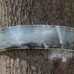 Tree band placed around an oak tree in the fall of 2015 by Heather Faubert, University of Rhode Island, and volunteers was checked in the spring of 2016 for winter moth egg hatch. Eggs were laid near the band, on the bark of the tree, and the spring-time color change from orange to blue (indicating hatch will occur) was observed. (Photo: Simisky.) 