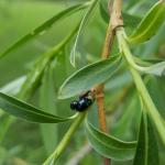 Imported willow leaf beetle adults seen mating on willow foliage in Chesterfield, MA observed on 5/16/2018. (Photo: T. Simisky)