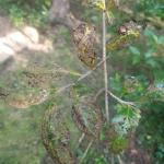 Japanese beetle feeding damage on chokeberry, Aronia melanocarpa. (R. Norton)