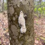 Spongy moth egg masses were seen hatching in Erving, MA on 5/2/2023. Photo courtesy of: Nicole Keleher, MA Department of Conservation and Recreation, Forest Health Program.