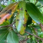 Leaf spots on rhododendron (G. Njue)