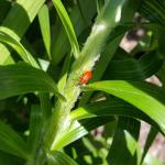 Bright red, adult lily leaf beetles are still seen on host plant foliage in Amherst, MA as observed on 6/3/19. (Tawny Simisky, UMass Extension)