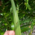 Lily leaf beetle eggs are still being detected at a location in Amherst, MA as of 6/27/18. (Photo: T. Simisky)