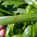 LLB Eggs Caption: “Bright orange lily leaf beetle eggs observed in Amherst on 5/17/17. (Simisky, 2017)