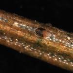 Close-up view of the spruce spider mite (Oligonychus ununguis) on a needle of white spruce (Picea glauca).