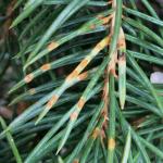 Spruce needle rust, caused by Chrysomyxa weirii, on Colorado blue spruce (Picea pungens). The orange-colored needle lesions have ruptured to release spores that will infect newly developing needles.