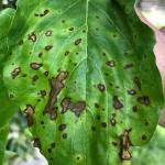 Foliar symptoms of dogwood anthracnose are clearly visible at this time.  (Nicholas Brazee, UMass Extension)