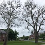 Sycamore anthracnose continues to delay leaf out for some large and significant sycamores in the area. (Nicholas Brazee, UMass Extension)