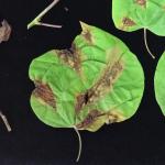 Anthracnose of redbud (Cercis canadensis).