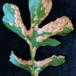 Oak leaf blister, caused by Taphrina caerulescens, on bur oak (Quercus macrocarpa).