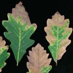 Fig 1: Oak anthracnose, caused by Apiognomonia errabunda, on swamp white oak (Quercus bicolor).