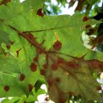 Red-colored, circular spots and a marginal leaf blight are symptoms of Tubakia leaf blotch on oak.