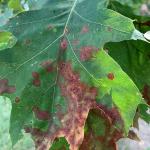 Red-colored, circular spots and a marginal leaf blight are symptoms of Tubakia leaf blotch on oak.