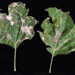  Powdery mildew of London planetree (Platanus x acerifolia) caused by Erysiphe platani.