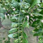 Symptoms of honeylocust plant bug infestations include stunted, curled, and deformed leaves with chlorotic flecking.