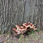 Overlapping shelves of annual conks produced by Ganoderma sessile on a red oak (Quercus rubra)
