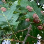 Oak leaf blister, caused by Taphrina caerulescens, on black oak (Quercus velutina)