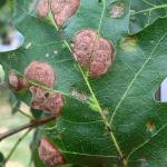 Oak leaf blister, caused by Taphrina caerulescens, on black oak (Quercus velutina)