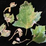 Powdery mildew of London planetree (Platanus × acerifolia) caused by Erysiphe platani.
