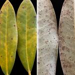 Symptoms of edema on Rhododendron include chlorotic spots and blotches on the upper leaf surface and brown-colored callus tissue on the leaf underside.  (N. Brazee)