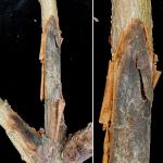 Symptoms of branch cankering (sunken lesions, peeling and sloughing bark and dark, vascular discoloration) on a Morton elm (Ulmus 'Morton' ACCOLADE) caused by Phaeobotryon ulmicola. Photo by N. Brazee