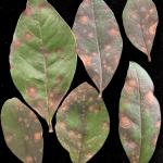 Brown, circular, zonate leaf spots on privet (Ligustrum) caused by Alternaria. Photo by N. Brazee