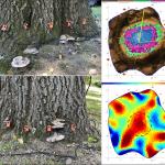 Annual conks of Niveoporofomes spraguei (upper and lower left) at the base of a black oak (Quercus velutina) undergoing a decay assessment using sonic tomography, sonic tomogram (upper right) showing the area of decay (violet and blue), and electrical resistance tomogram (lower right) showing the development of a cavity in the heartwood, indicated by the dashed, black circle. Photos by N. Brazee