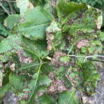 Symptoms of Pseudocercospora leaf blotch on common lilac (Syringa vulgaris). Photo by N. Brazee