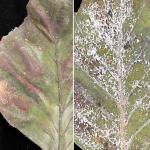 Symptoms of beech leaf disease (Litylenchus crenatae ssp. mccannii) on the upper surface (left) and signs of woolly beech aphid (Phyllaphis fagi) infestation on the lower surface (right) of a European beech (Fagus silvatica) leaf. Photo by N. Brazee 