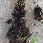 Fig. 1: Brown felt blight caused by Herpotrichia juniperi on Douglas-fir (Pseudotsuga menziesii). The snow mold of conifers, brown felt blight develops on shoots and needles buried under heavy snow. Thick mats of fungal mycelia develop and the pathogen penetrates the needles, killing them.