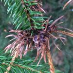 Fig. 2: Eastern spruce gall adelgid (Adelges abietis) infestation on Norway spruce (Picea abies).