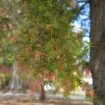 Many needled evergreens are showing winter damage