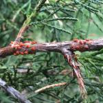  Figure 2: The cedar-quince rust pathogen, Gynosporangium claviceps, producing orange-red pads (telia) that will disseminate spores (teliospores) from stem cankers on eastern redcedar (Juniperus virginiana). Numerous cankers and telia were observed in a small grove of redcedars on the UMass campus (05/13/15). Alternate hosts include several members of the rosaceous family, most notably serviceberry (Amelanchier spp.). 