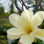 Elizabeth magnolia (Magnolia ‘Elizabeth’)
