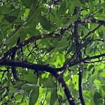 Magnolia scale (G. Njue)