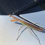 This large mantid is likely the Chinese mantid (Tenodera sinensis) which can be just over 4 inches in length. This insect was observed on a parked vehicle in Springfield, MA on 9/28/19. (Image courtesy of Michael Virgilio.) 