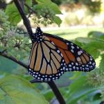Danaus plexippus, more commonly known as the monarch butterfly, viewed on 10/4/17 in Boylston, MA. Limenitis archippus or the viceroy may be confused for a monarch. The viceroy would have an additional black line crossing those present on the hind wing. (Simisky)