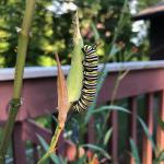 The charismatic caterpillar of the monarch butterfly seen on 8/19/19 in Hadley, MA. (Image courtesy of Mandy Bayer, UMass Extension)