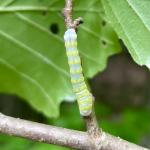 A caterpillar in the genus Pyreferra seen feeding on witch hazel in Granville State Forest in Granville, MA on 5/28/2022. (Image Courtesy of: Nick Brazee)
