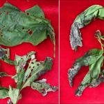 Oak leaves showing damage from both the shothole leafminer and oak anthracnose. Blackened, distorted and undersized leaves are typical of oak anthracnose. (Nicholas Brazee, UMass Extension)
